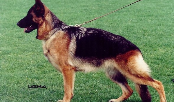 Anabel vom Sofienwald