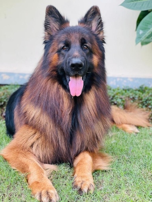 Dollar vom Urban Wolf