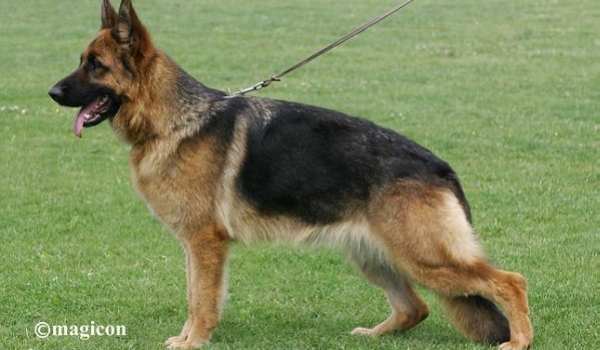 Baby von Bellissimo (H)