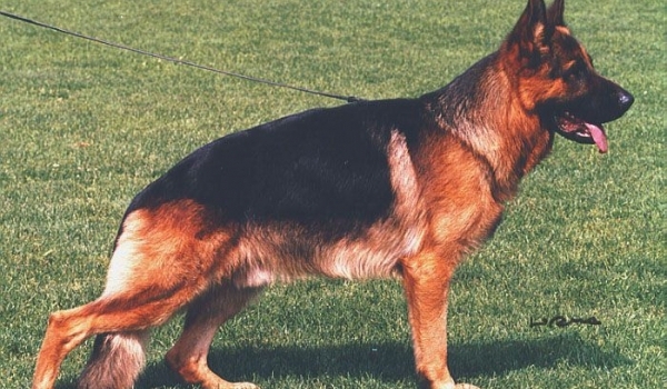Ursus von Batu