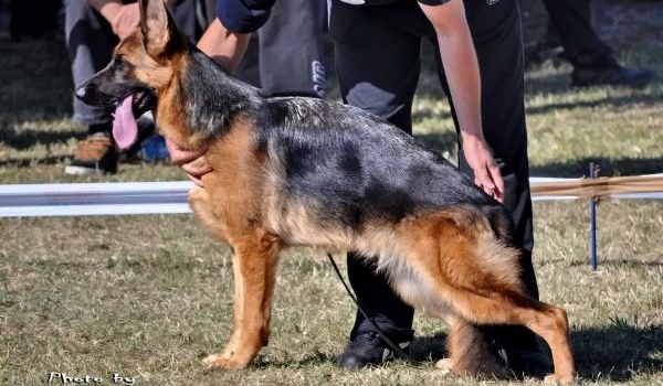 Shakira od Petkovica