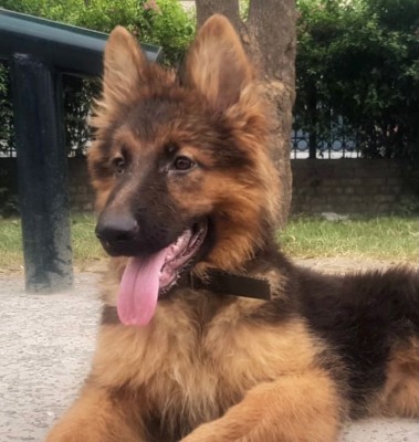 Harti vom Dog House Kennel