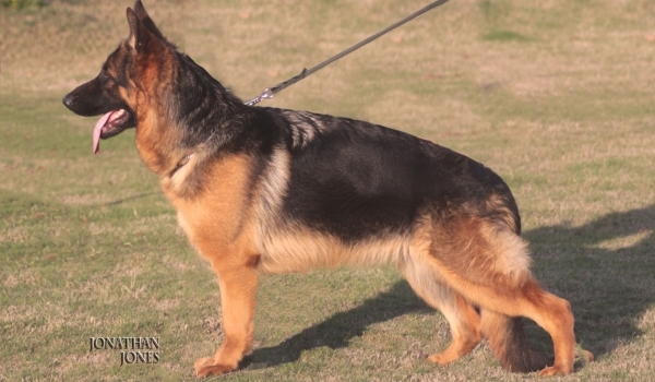 Anna vom Pakistan Kennel