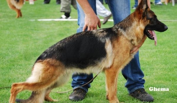 Dschinie vom Osterberger-Land