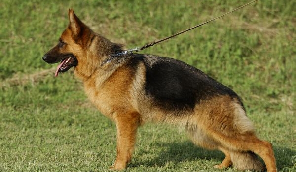 Zamba vom Funken Spiel