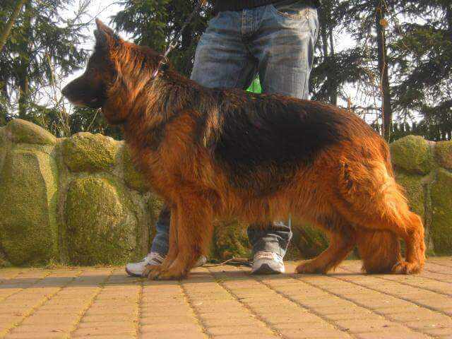 Tamia z Debowej Doliny