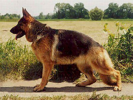 Fina ze Skalnego Wzgorza