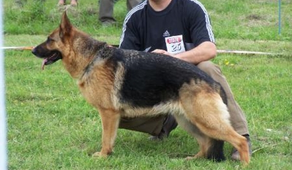 Crista Kiralyhazi Becses