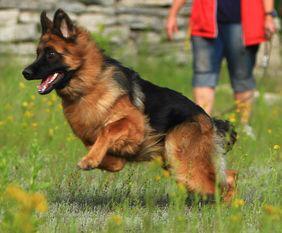 Palme vom Osterberger Tal