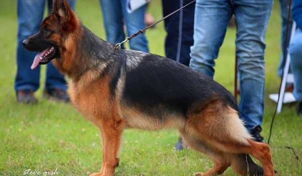 Dixi vom Valtenberg