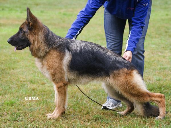 Noelle vom Frankengold