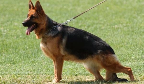 Kixi vom Panonian Haus