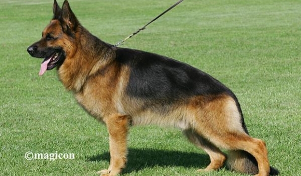 Yanox von Bad-Boll