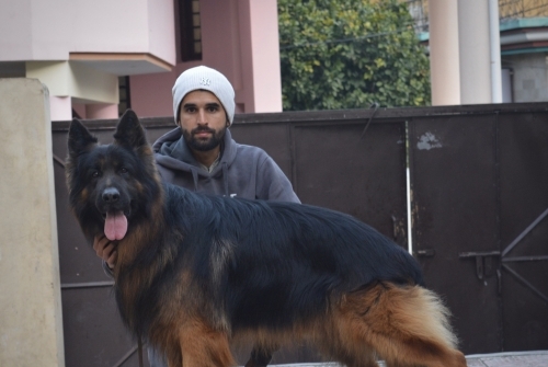 My Lord vom Kerkenar Kennel