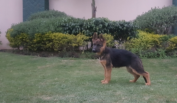 Gezelle vom HRS H.R.S