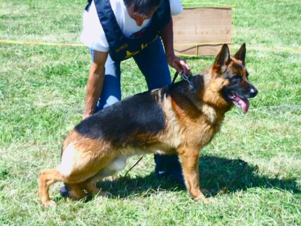 Quattro vom Fichtenschlag Zwinger