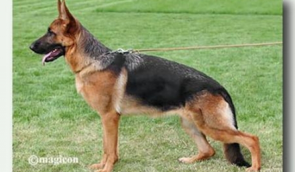 Chilla von Panoniansee