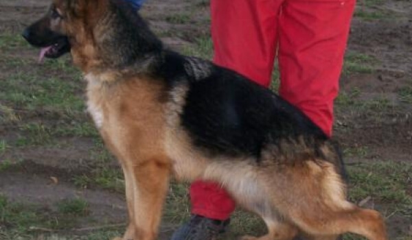 Lilit vom Schwarzaugen