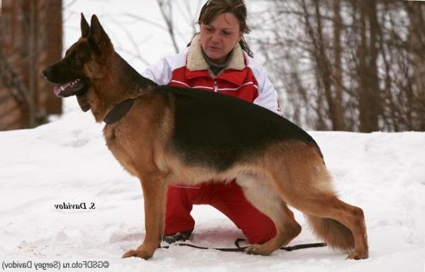 Ernie vom Finkenschlag