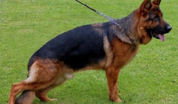 Erik vom Elzmündungsraum