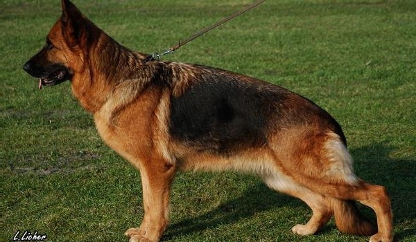 Rea vom Hamburger Land