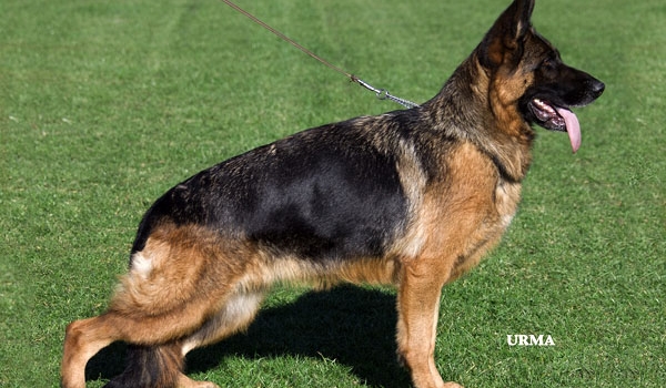 Bella von der Ostfriesischen Thingstätte