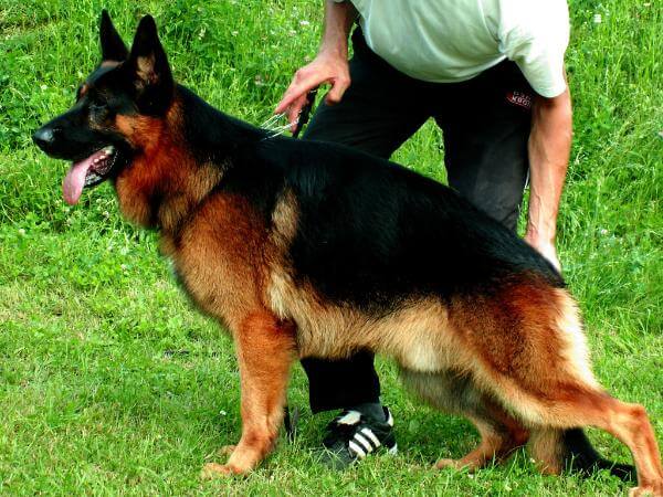 Armin in Regnum Marianum