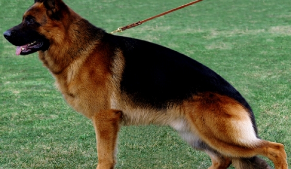 Djenges Kahn van Sante's Home