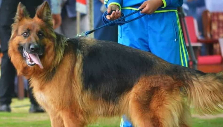 Sandy Vom Kashmir Hills