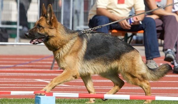 Labo vom Schollweiher
