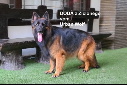 Doda z Ziclonego Wzgorza