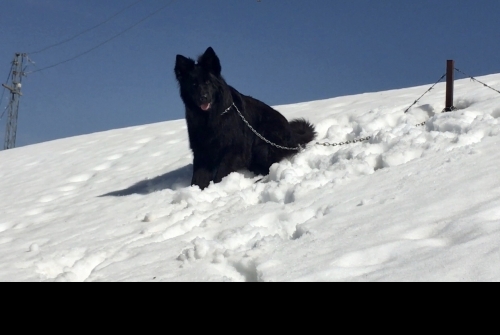 Jack vom Kashmir Lillbox Kennel