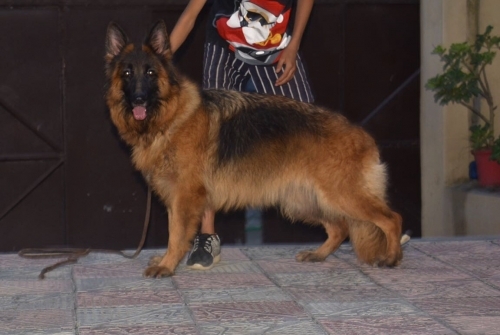 Astra Vom Haus Divine