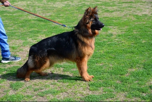 Daisy vom Kashmir Hills