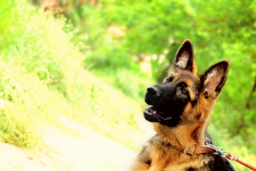 Copper vom Kashmir Hills