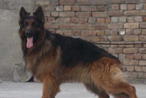 Ashton vom Urban Wolf