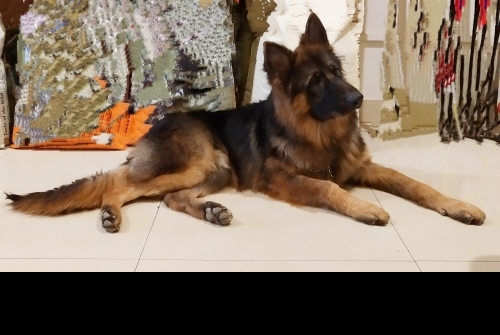 Viking vom Blue Star