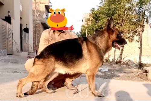 Cisco vom Team Eaglet