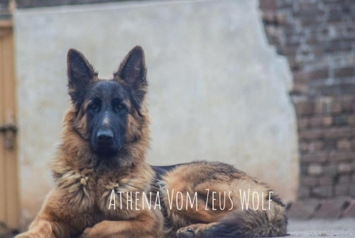 Athena vom Zeus Wolf