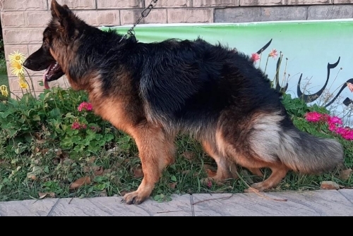 Big Bell vom Sieger Zuchter