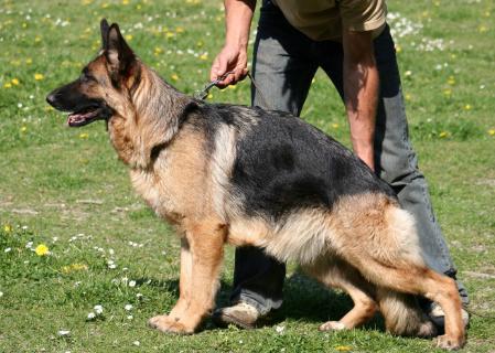 Flikka van de Tempelhoeve