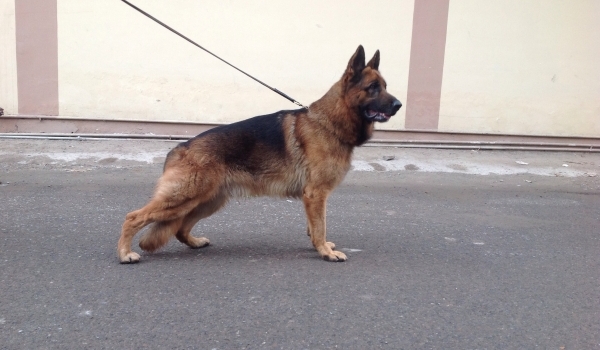 Armani vom Tiger Touch