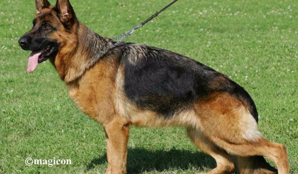 Queen vom Kapellenberg