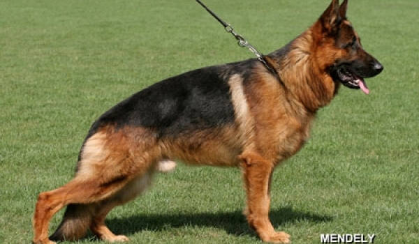 Gigolo von der Bärenschlucht