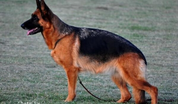 Ossa vom Haus Milesevac