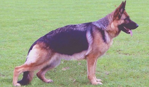 Whitney aus Agrigento