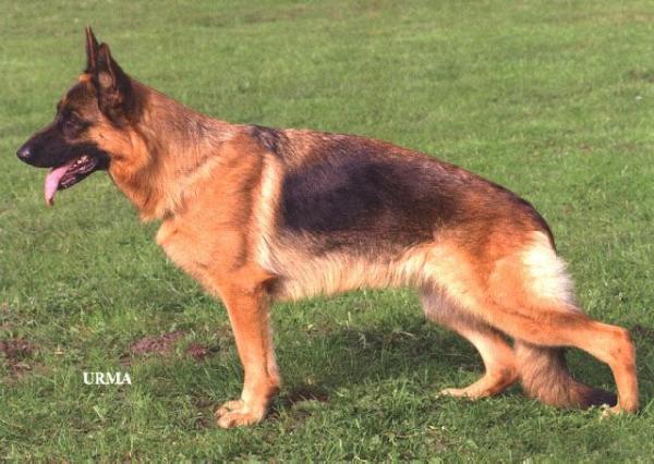 Mirka vom Osterberger-Land