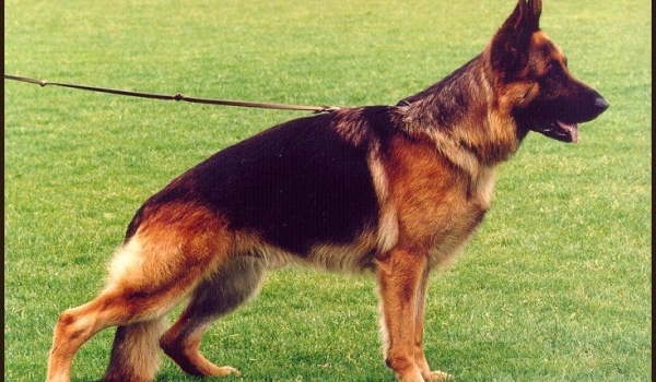 Enzo von Buchhorn