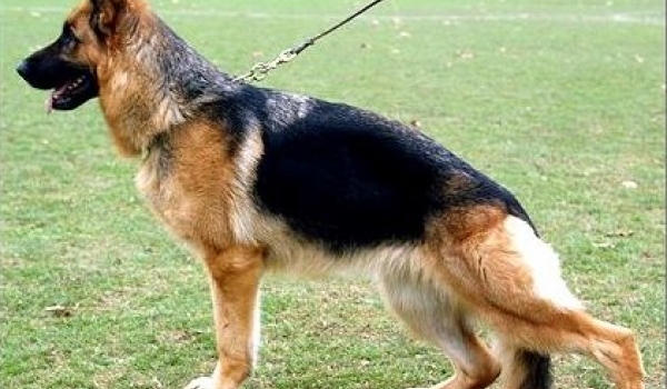 Ornella vom Huhnegrab