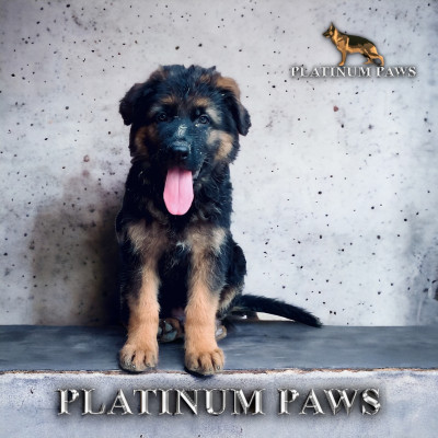 Alpha Vom Platinum Paws
